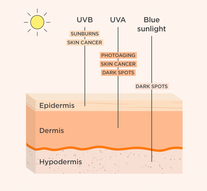 Skin layers and functions | ISDIN blog